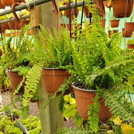Gran espada Helecho nephrolepis | Gardekin.com