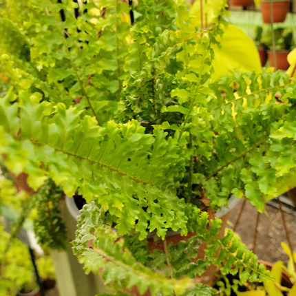Gran espada Helecho nephrolepis | Gardekin.com