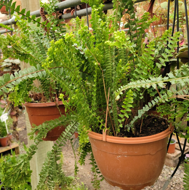 Helecho espada Nephrolepis de gran porte para interiores