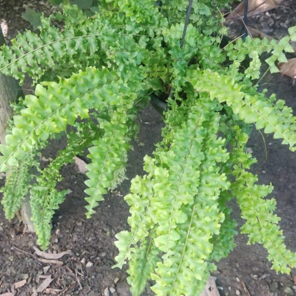 Helecho Espada (Helecho Nephrolepis) | Gardekin.com