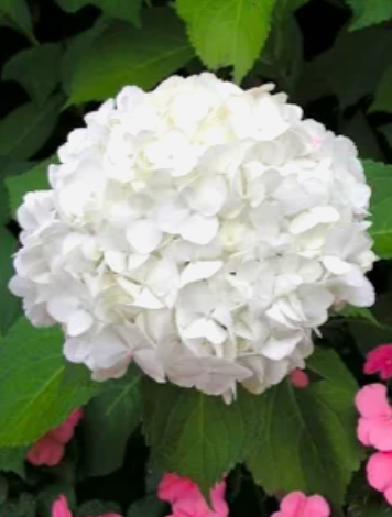 Hortensia en flor con grandes pompones de colores variados