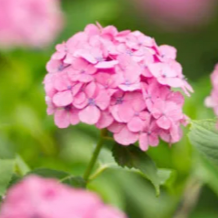 Hortensia | Vegago Chile