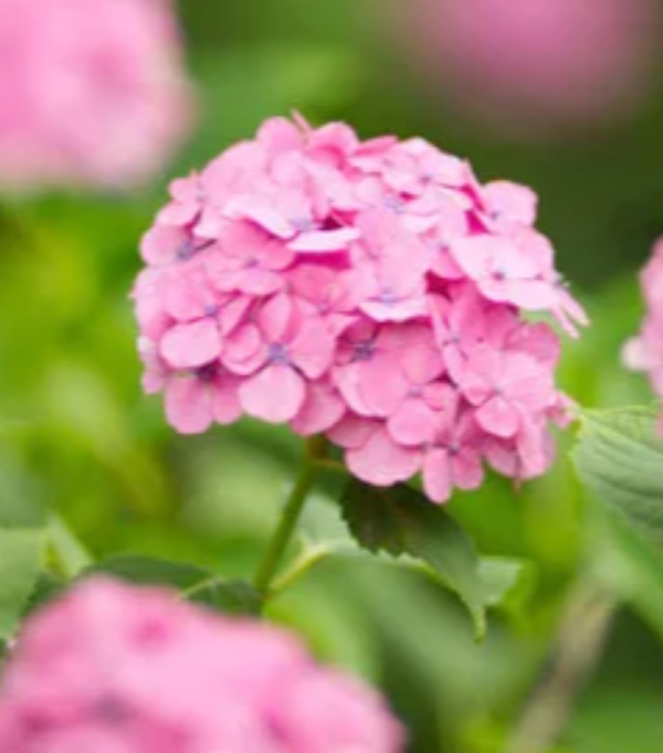 Hortensia | Vegago Chile