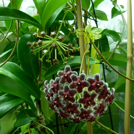 Hoya-Elite