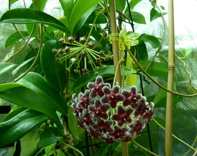 Hoya-Elite