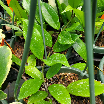 Hoya Elite de hojas carnosas y floración cerosa exclusiva