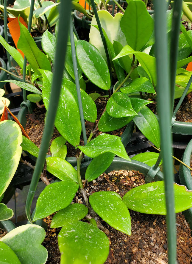 Hoya Elite de hojas carnosas y floración cerosa exclusiva