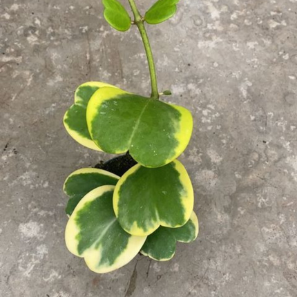 Hoya Corazón (Hoya Kerry Var); Pequeña (M13)  | Gardekin Chile