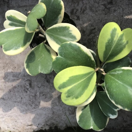 Hoya Corazón (Hoya Kerry Var); Pequeña (M13)  | Gardekin Chile