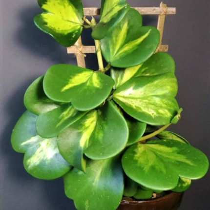 Hoya Corazón (Hoya Kerry Var); Pequeña (M13)  | Gardekin Chile