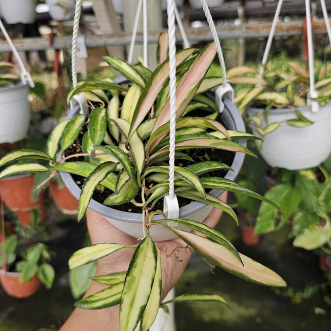 Hoya wayetii variegata colgante con hojas lanceoladas y bordes rosados