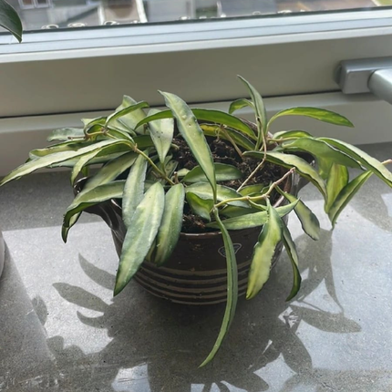 Hoya wayetii variegata Colgante, Mediana (M15)  | Gardekin Chile