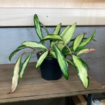 Hoya wayetii variegata Colgante, Mediana (M15)  | Gardekin Chile