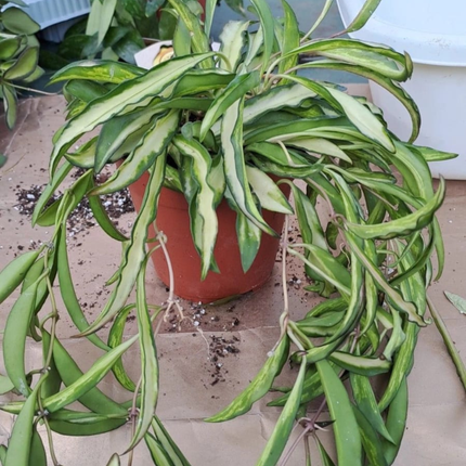 Hoya wayetii variegata Colgante, Mediana (M15)  | Gardekin Chile