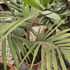 Palmera Kentia de hojas arqueadas para decoración de salón