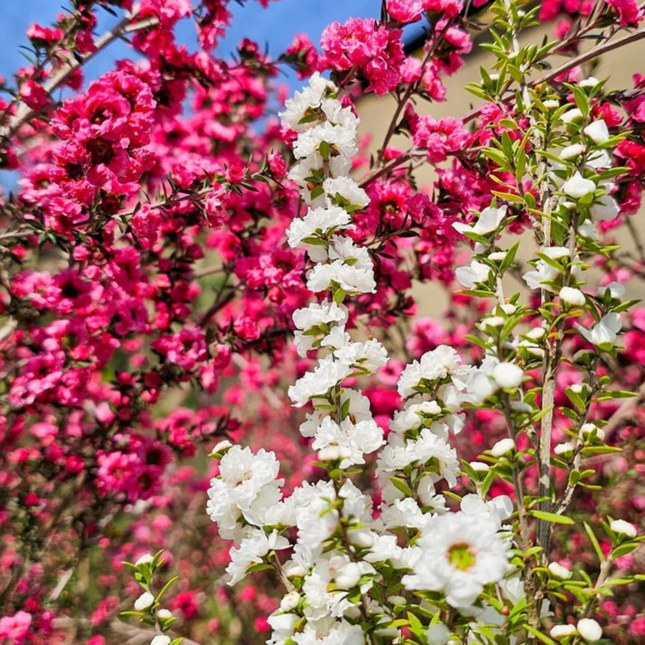 Mirto de Nueva Zelanda (Leptospermum), Mediano Plus (M17) | Gardekin.com
