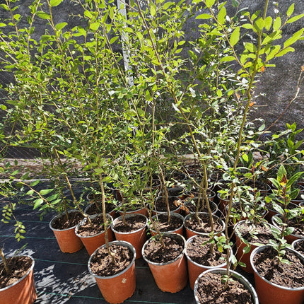 Libiernago-de-hoja-ancha-Cohigue