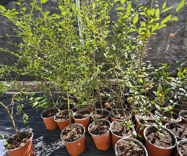 Libiernago-de-hoja-ancha-Cohigue