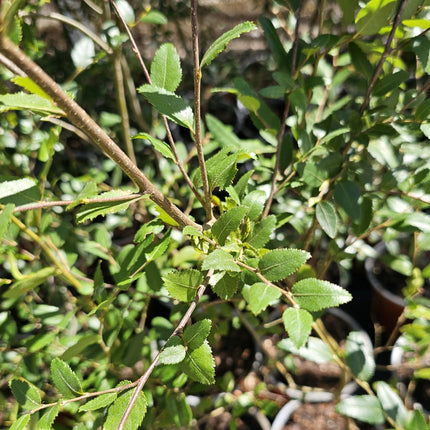 Ficus Lyrata de gran tamaño con hojas de violín verde oscuro
