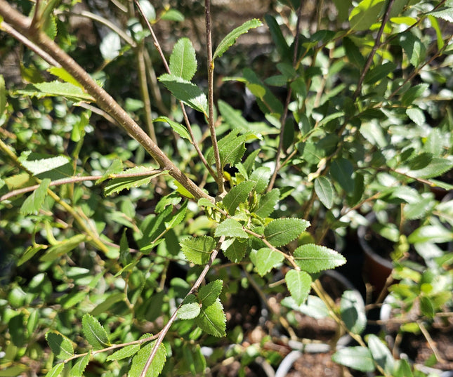 Ficus Lyrata de gran tamaño con hojas de violín verde oscuro