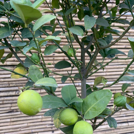 Limon de Pica cítrico frutal limones dulces jardín