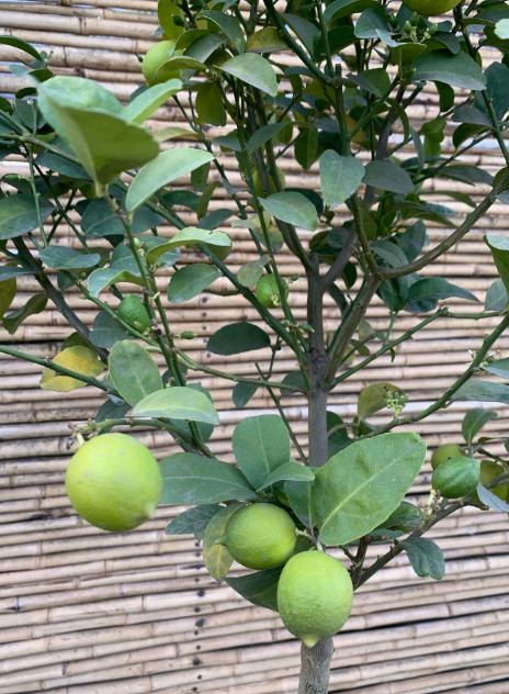 Limon de Pica cítrico frutal limones dulces jardín