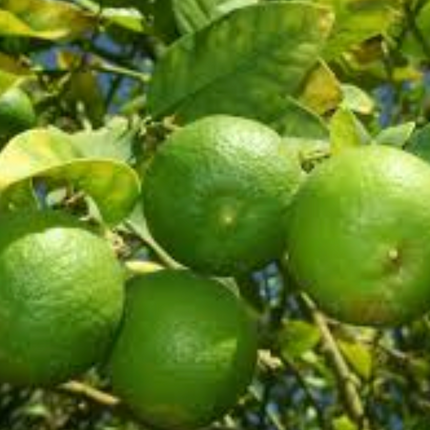 Limonero de Pica de frutos pequeños y gran aroma cítrico