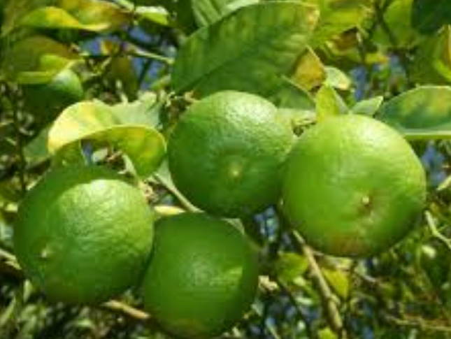 Limonero de Pica de frutos pequeños y gran aroma cítrico