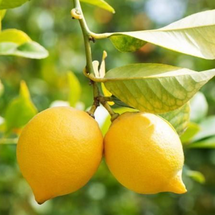 Árbol Limonero de producción constante para huerto casero