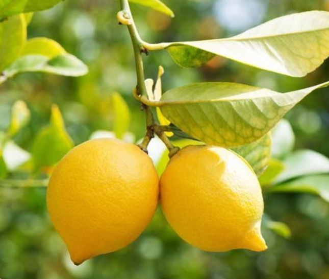 Árbol Limonero de producción constante para huerto casero