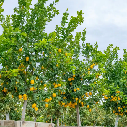 Limonero árbol frutal flores blancas aromáticas