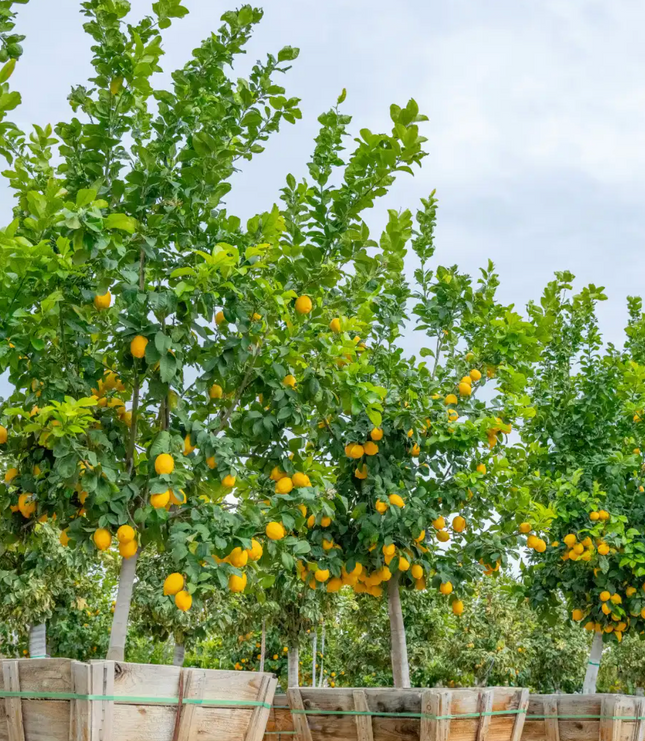 Limonero árbol frutal flores blancas aromáticas