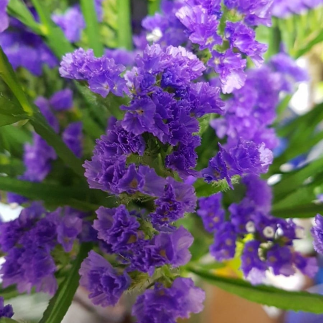 Capitana (Limonium Sinuatum); Pequeño (M10)  | Gardekin Chile