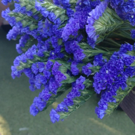 Capitana Limonium M10 | Gardekin.com