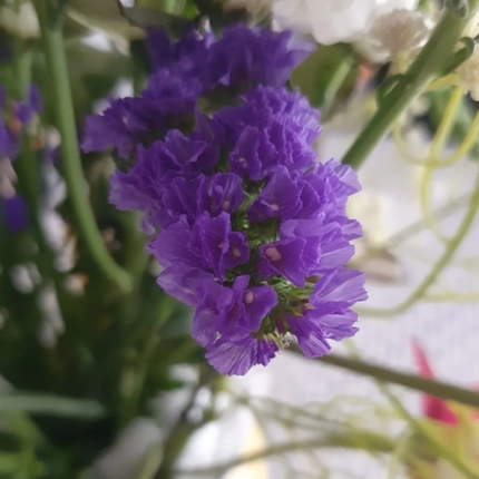 Capitana Limonium M10 | Gardekin.com