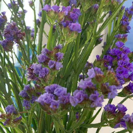 Capitana Limonium M10 | Gardekin.com