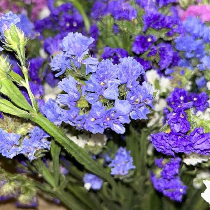 Capitana Limonium M10 | Gardekin.com