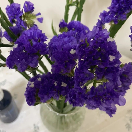 Capitana Limonium M10 | Gardekin.com
