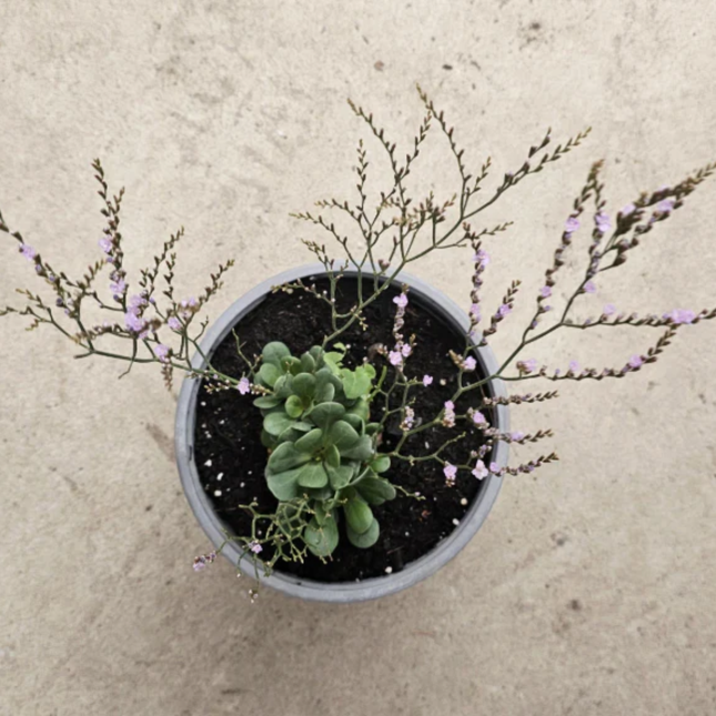 Limonium Sinuatum Capitana de flores secas decorativas