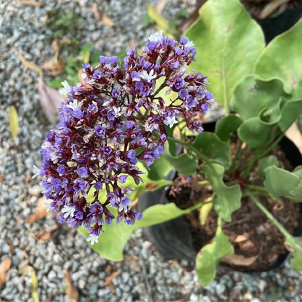 Flor de Papel (Limonum Perezii), Pequeño (M10)  | Gardekin Chile