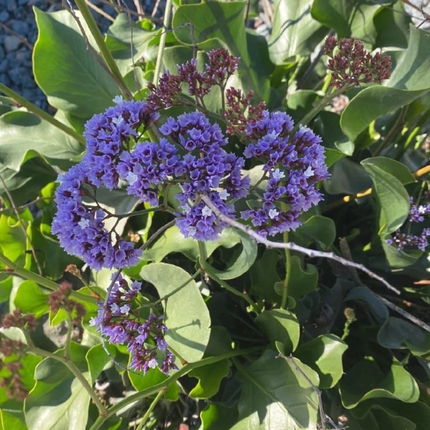 Flor de Papel (Limonum Perezii), Pequeño (M10)  | Gardekin Chile