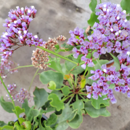 Limonium Perezii flor de papel morada para jardines soleados