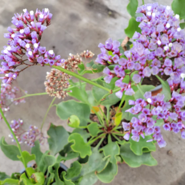 Limonium Perezii flor de papel morada para jardines soleados