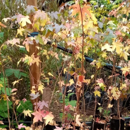 Árbol del Ambar  (Liquidambar), Mediano Plus (M17)  | Gardekin Chile