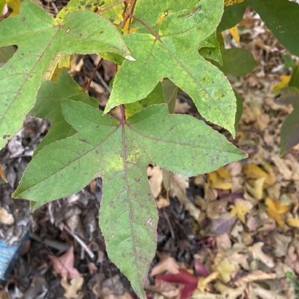 Árbol del Ambar  (Liquidambar), Mediano Plus (M17)  | Gardekin Chile