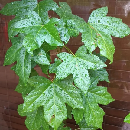 Árbol del Ambar  (Liquidambar), Mediano Plus (M17)  | Gardekin Chile
