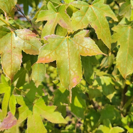 Árbol del Ambar  (Liquidambar), Mediano Plus (M17)  | Gardekin Chile