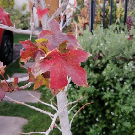 Árbol del Ambar  (Liquidambar), Mediano Plus (M17)  | Gardekin Chile