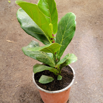 Ficus Lyrata Bambino de porte bajo y hojas de violín densas