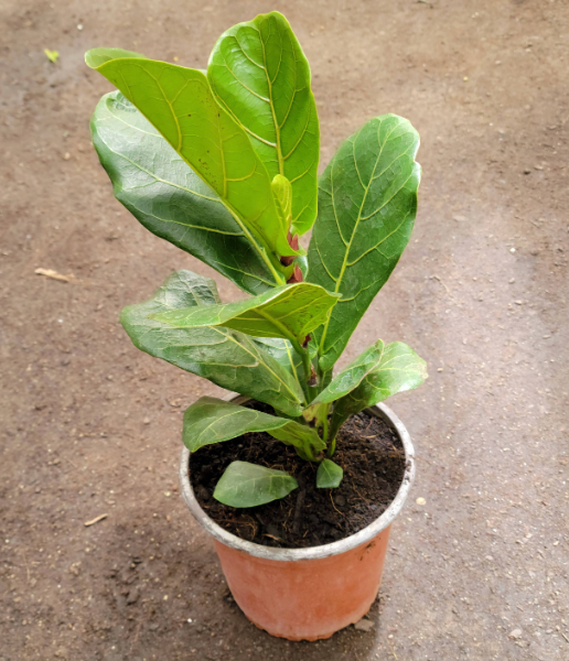 Ficus Lyrata Bambino de porte bajo y hojas de violín densas